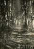 Borsuk_030409.jpg